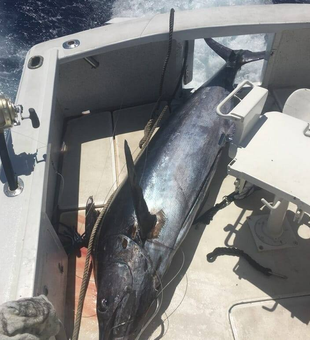 Reel in Kailua-Kona's fishing bounty